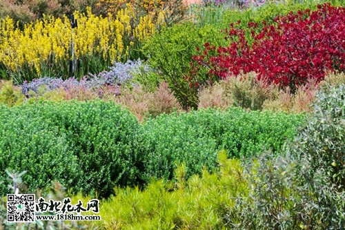 澳大利亚Cranbourne皇家植物园6