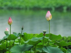 荷花|莲花图2
