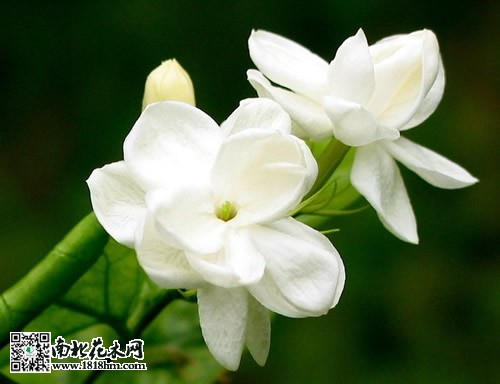 茉莉花花期管理养护