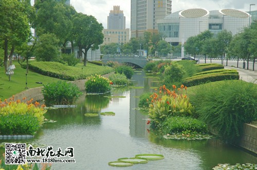 水景植物3