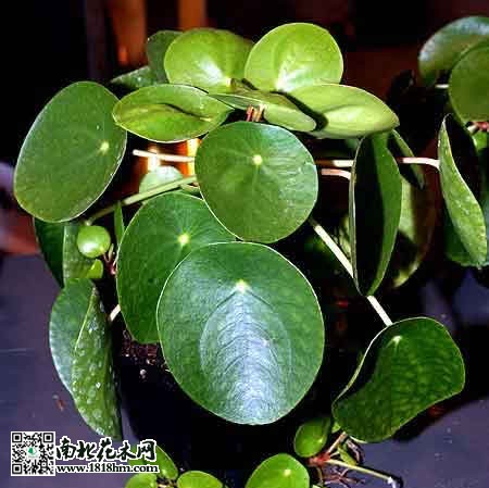 镜面草