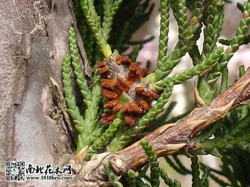 桧柏锈病