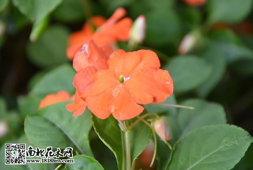非洲凤仙花