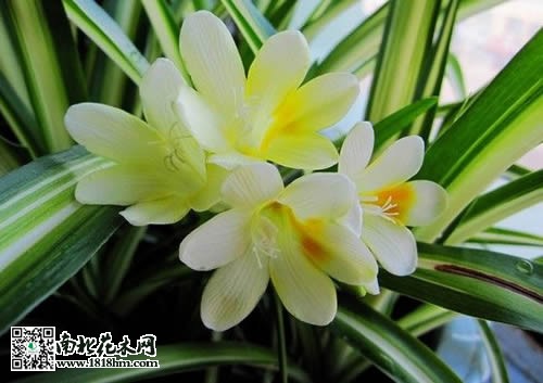 香雪兰