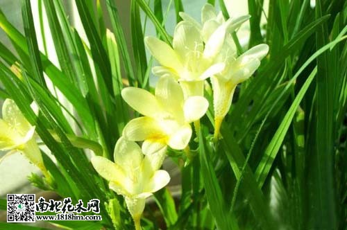 香雪兰3