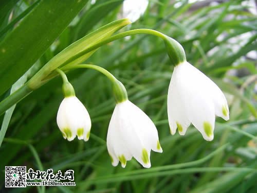 雪片莲