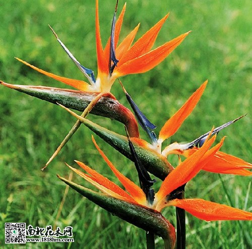 鹤望兰