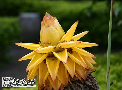 地涌金莲