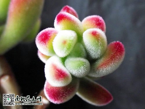 锦晃星