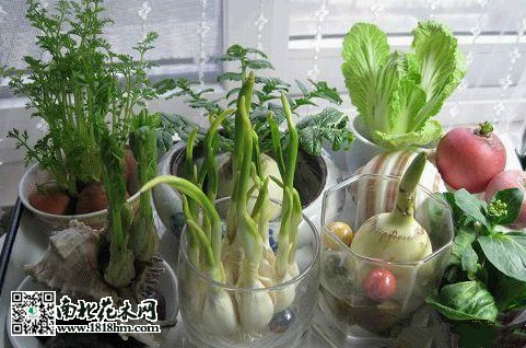 盆景蔬菜_meitu_2