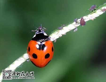 瓢虫000