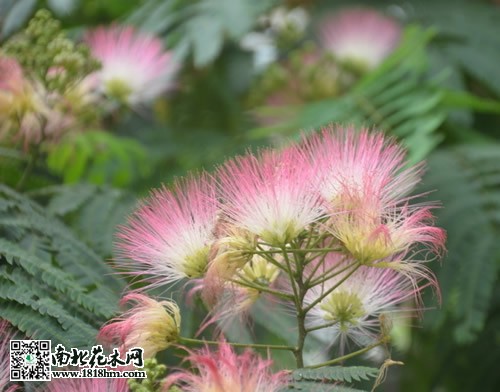 合欢树2
