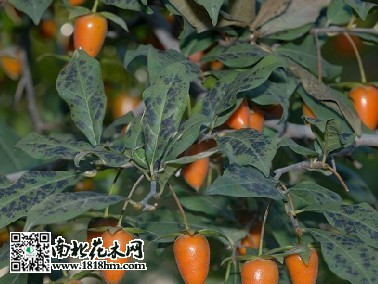老鸦柿_meitu_1