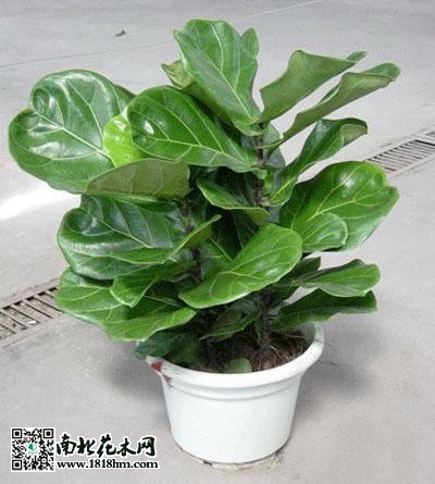 琴叶榕的栽培管理技术