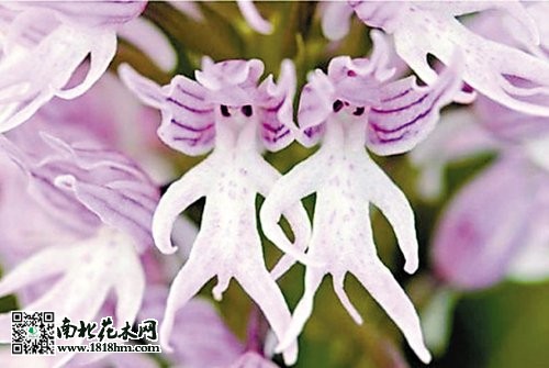 裸兰花