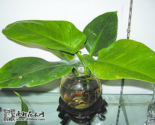 把花浇死的原因