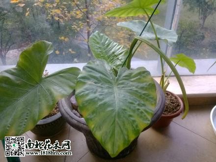 滴水观音