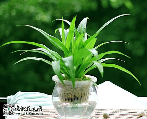 水培吊兰