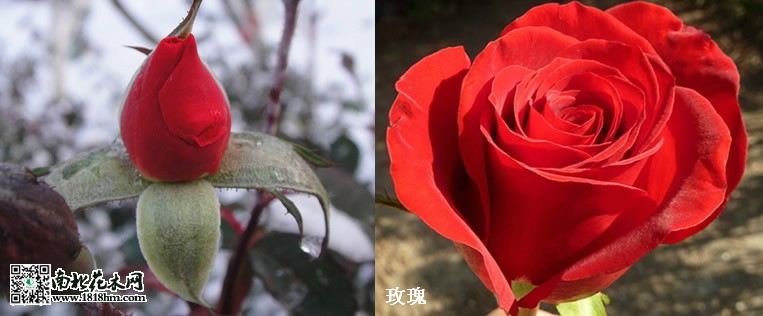 玫瑰与月季_meitu_1