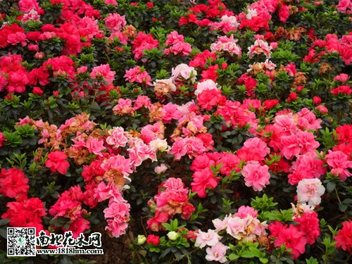 西洋鹃