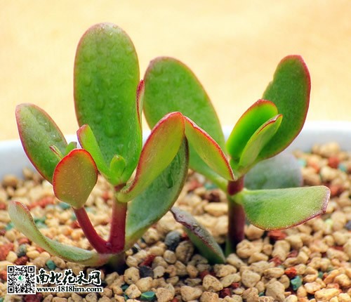 黄金花月