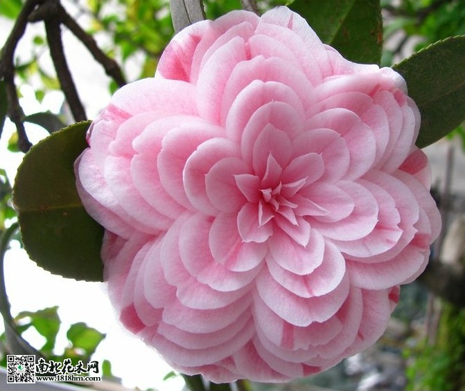 十八学士茶花1