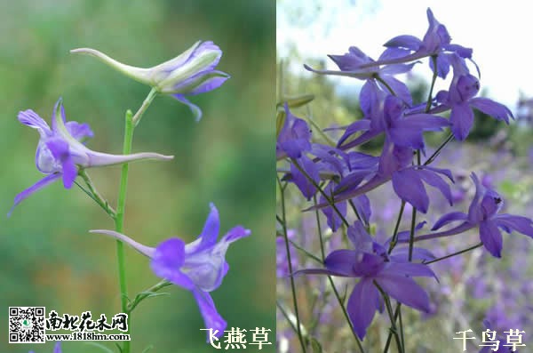 区别_meitu_1
