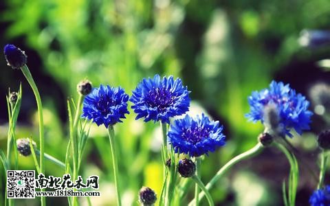 矢车菊