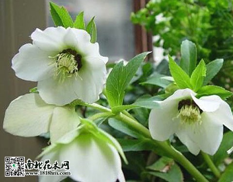 待雪草的花语 花卉花语 南北花木网 待雪草的花语 花卉花语 南北花木网