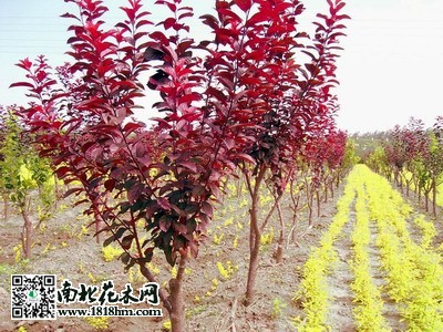 太阳李