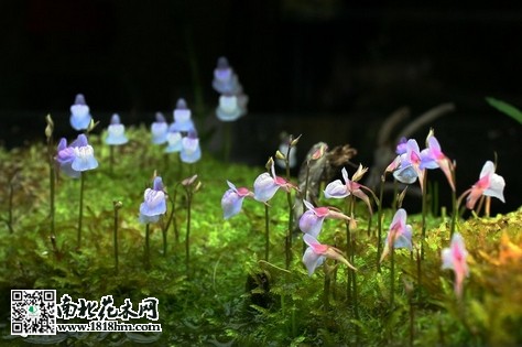 禾叶狸藻