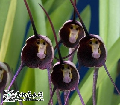 德古拉兰花