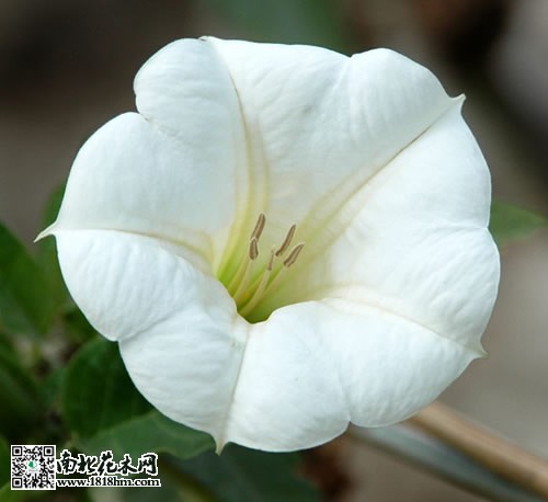 曼陀罗花