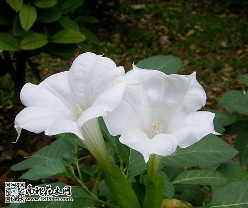 曼陀罗花3