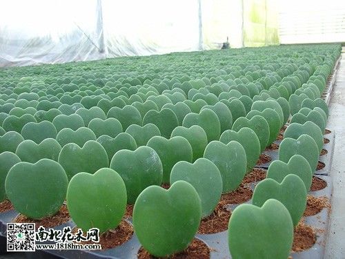 心叶球兰