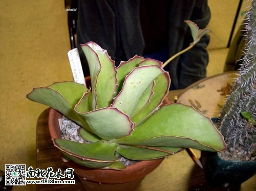 趣蝶莲的栽培养护