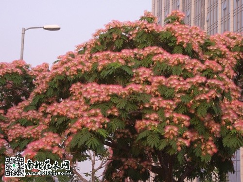 合欢云彩