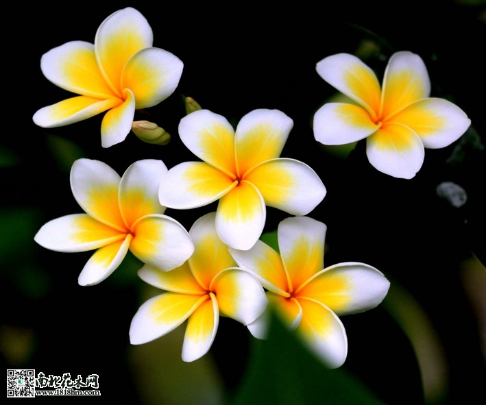 鸡蛋花34