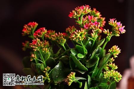 长寿花怎么养