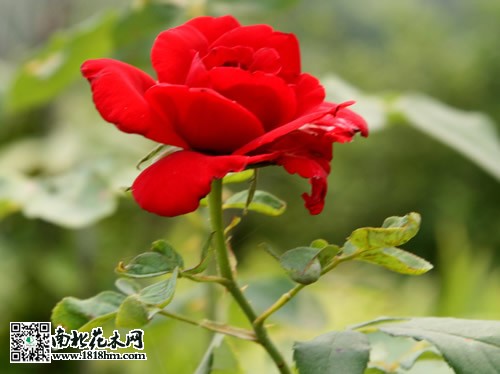 月季水插养殖注意事项