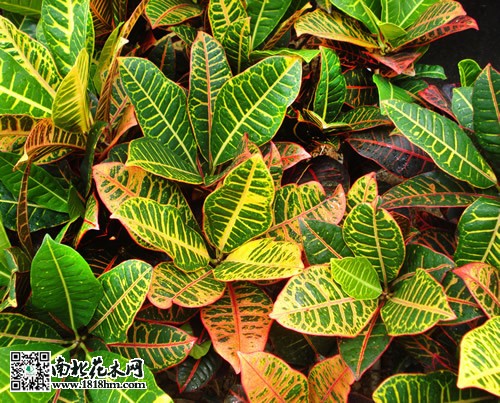 变叶木