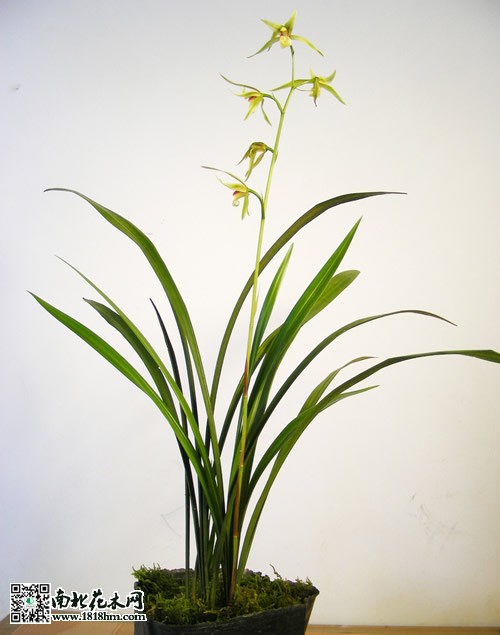 兰花