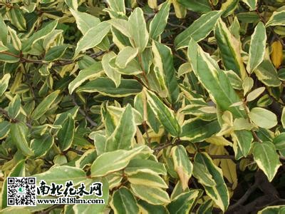金边胡秃子