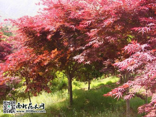 红枫