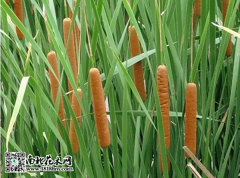香蒲的特点