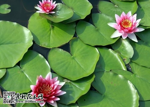 睡莲