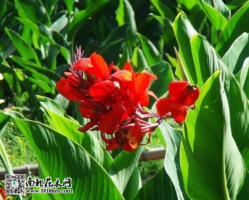 红花美人蕉