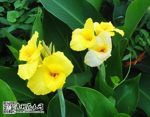 黄花美人蕉