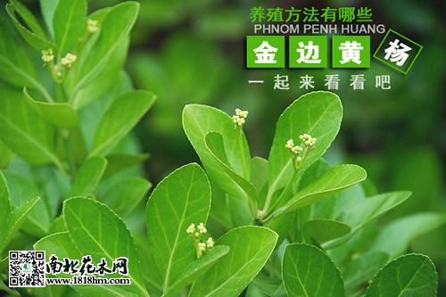 金边黄杨