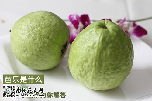 芭乐